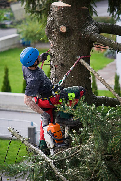 Best Lawn Mowing  in Sugarland Run, VA