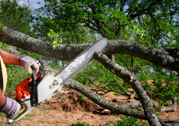 Best Grass Overseeding  in Sugarland Run, VA